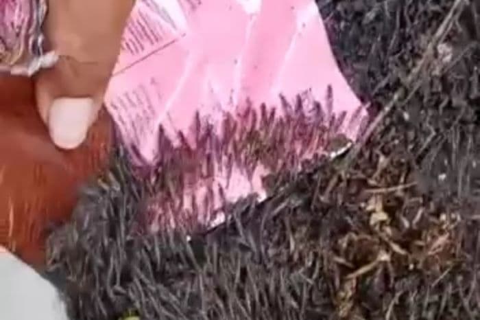 Jutaan Udang Laut Masuk Permukiman Warga Gorontalo Utara - Image