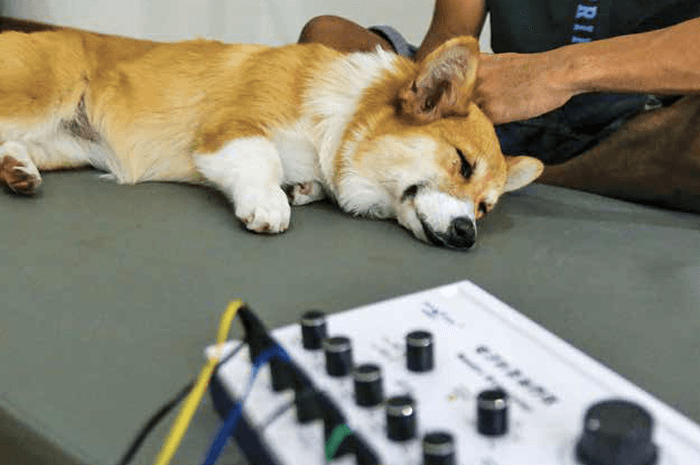 Lebih Dekat Melihat Water Treadmill, Layanan Rehabilitasi Medis untuk Anjing - Image