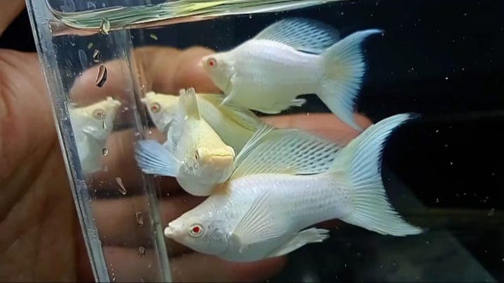 Bisnis Mengawinsilangkan Ikan Molly, Warna dan Corak Baru Bisa Meningkatkan Harga Jual - Image