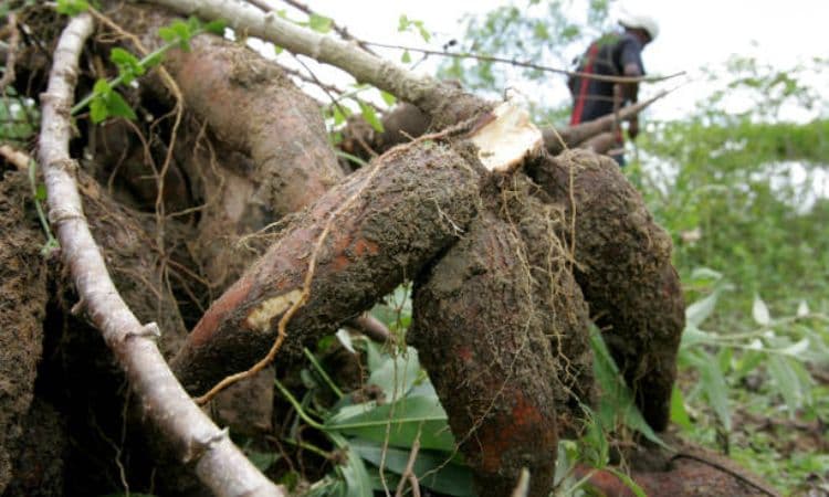 Kemendag Buka Peluang Bahas Lartas Impor Singkong dan Tapioka - Image