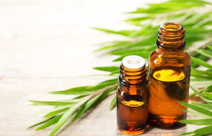 Bisa Atasi Kutu, Ini 5 Manfaat Tea Tree Oil untuk Rambut dan Panduan Cara Menggunakannya dengan Tepat - Image