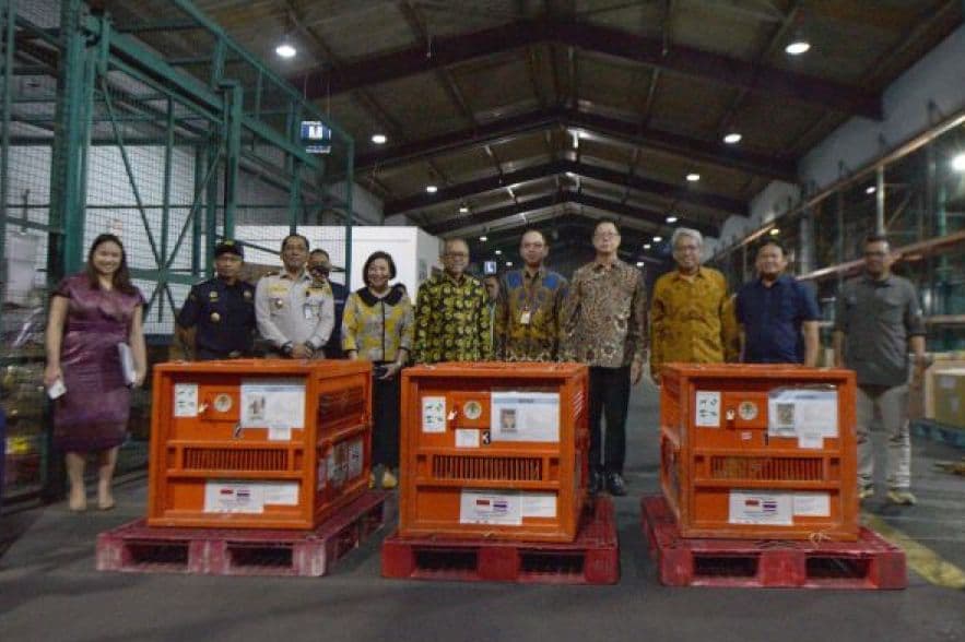 Perangi Perdagangan Ilegal Satwa Liar, Tiga Orang Utan Dipulangkan dari Thailand - Image