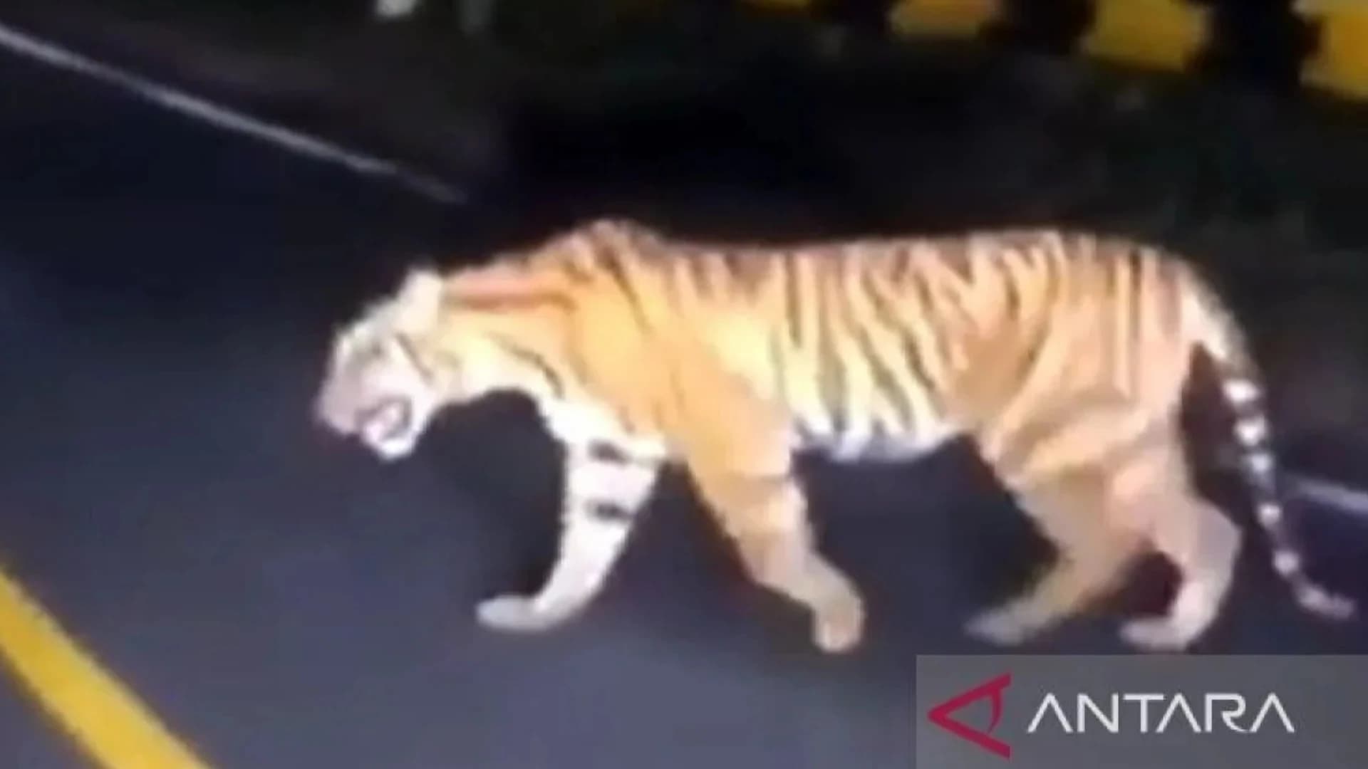 Warga Resah, 2 Harimau Sumatera Berkeliaran di Jalur Penghubung Bukittinggi-Medan - Image