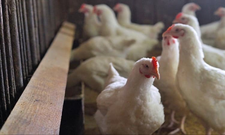 Bukan Label Halal, BPOM Arab Saudi Larang Impor Unggas dari Indonesia karena Status Flu Burung - Image