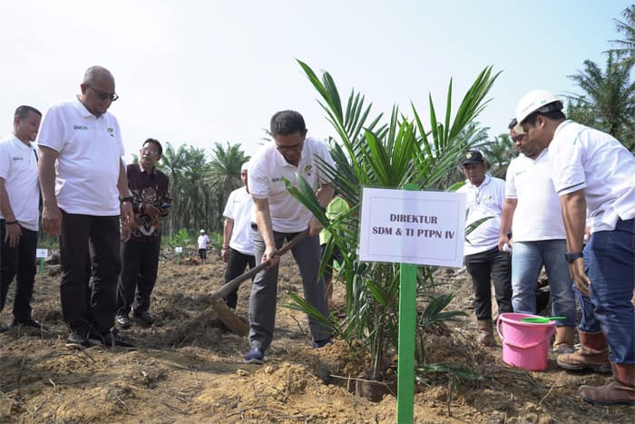 Dukung Petani Sawit, PTPN IV Galakkan Peremajaan Kebun Sawit Petani - Image