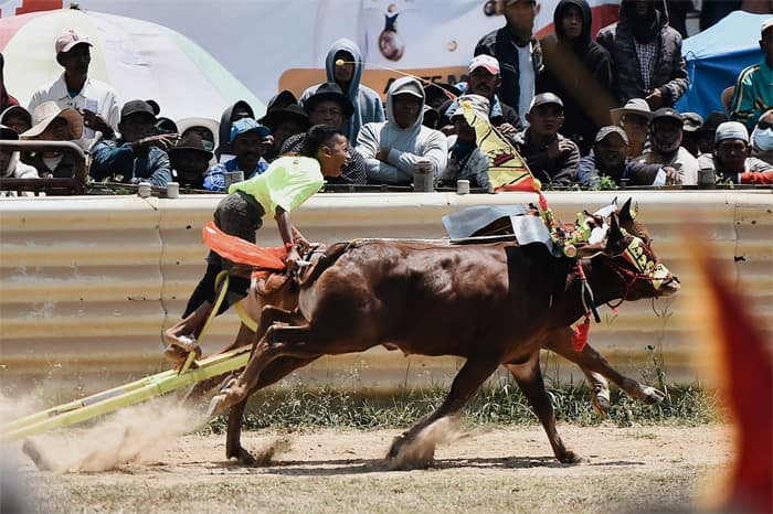 Wismilak Diplomat Konsisten Dukung Pelestarian Tradisi Budaya Karapan Sapi Piala Presiden 2024 di Madura - Image