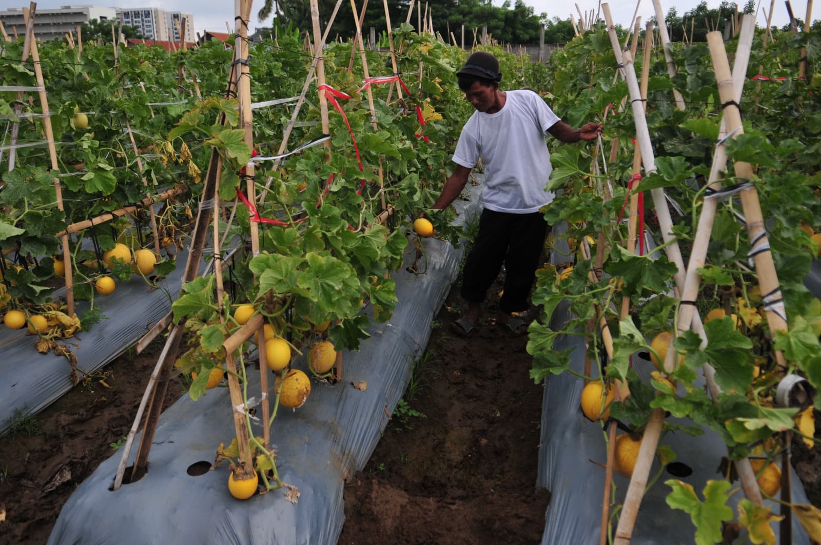 Penyakit Baru dan Emerging Disease Ancam Ketahanan Pangan Nasional, Penggunaan Benih Unggul Diyakini jadi Salah Satu Solusi - Image