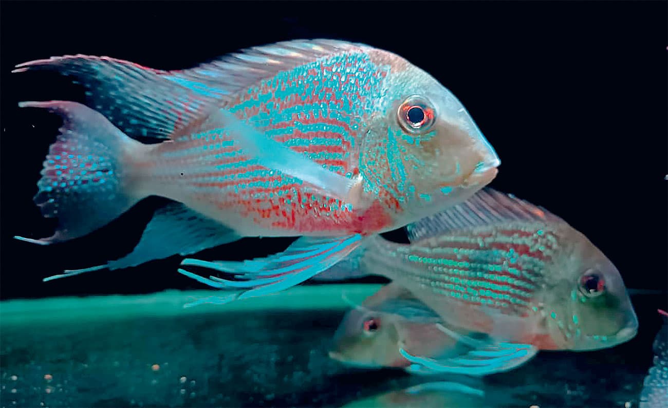 Berinteraksi dengan Geophagus, American Cichlid Warna-warni nan Anggun - Image