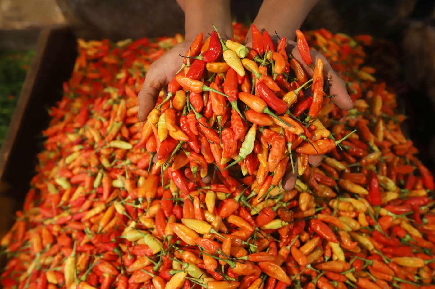 Dharma Jaya Pamer Keberhasilan dalam Menjaga Ketahanan Pangan di Jakarta, Bisnis Alami Lonjakan 190 Persen - Image