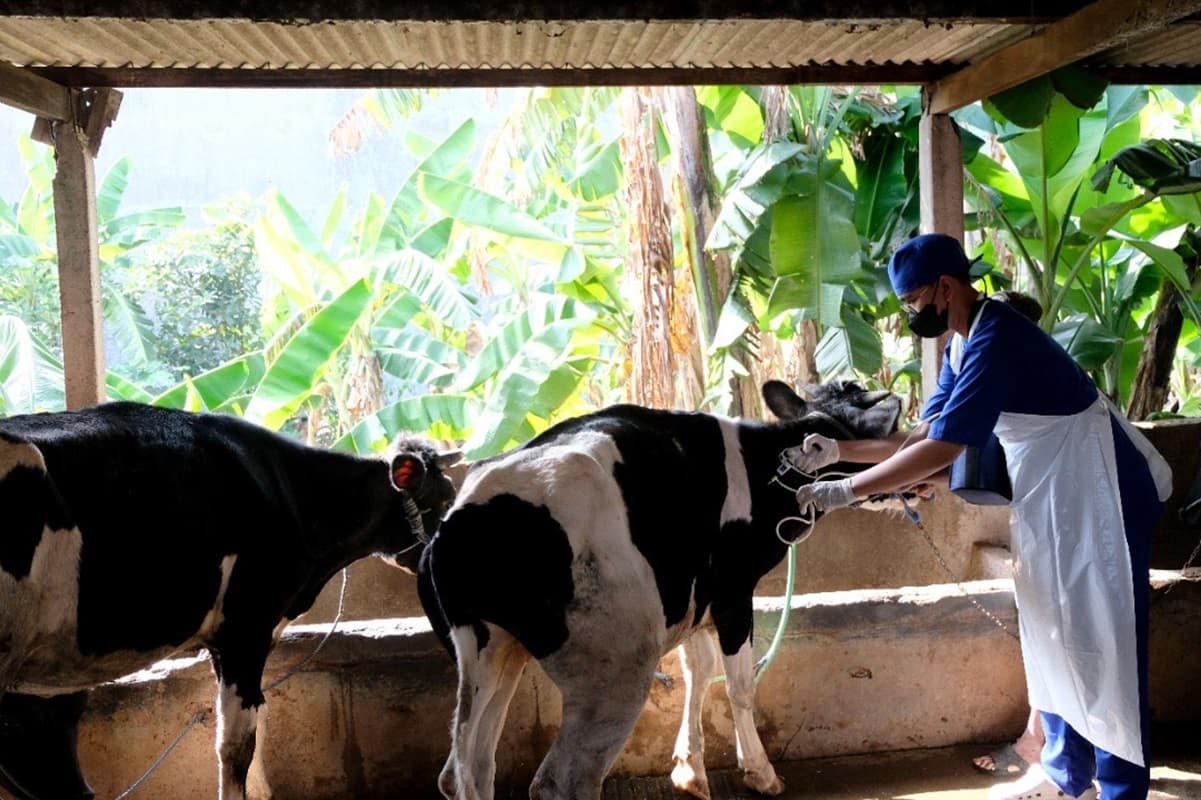 Jawa Timur Darurat PMK! 18 Ribu Hewan Ternak Terjangkit, Ratusan Mati - Image