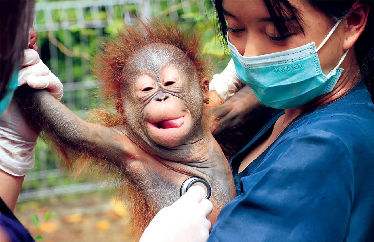 Bandung Zoo Cari Orang Tua Asuh untuk Bayi Orang Utan Kalimantan: Syaratnya, Cinta Satwa dan Biayai Perawatan Selama 3 Bulan - Image