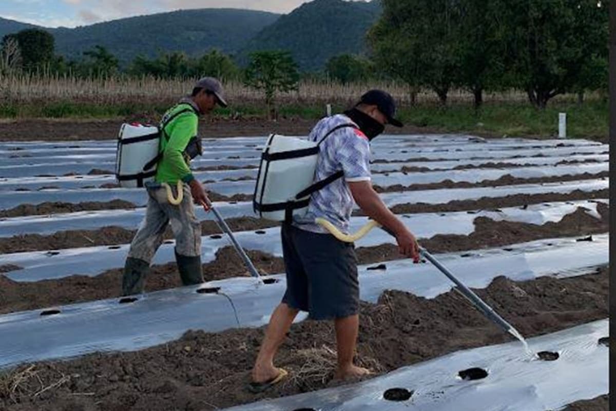 Mengenal Pupuk Booster Katrili, Inovasi PGE dan FT UGM Berbahan Dasar Silika dari Fluida Panas Bumi - Image