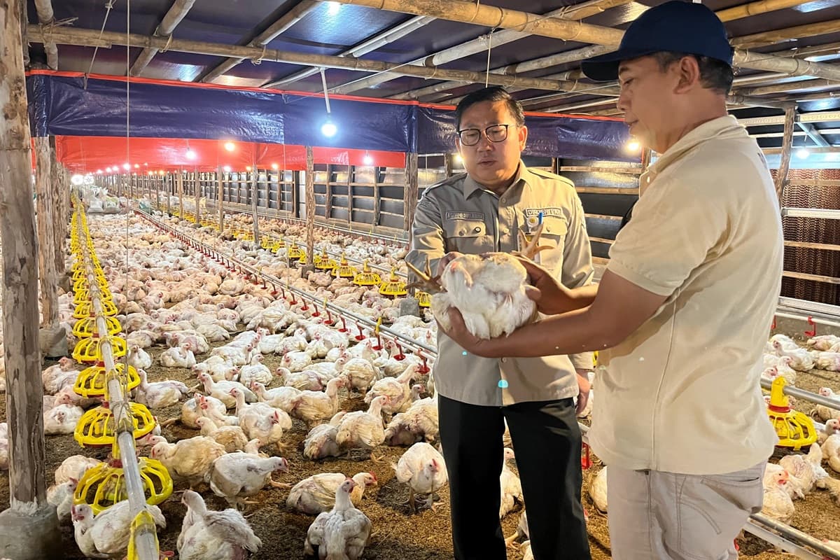 Harga Ayam Potong Anjlok, Kementan Minta Sejumlah Perusahaan Beli Langsung dari Peternak - Image