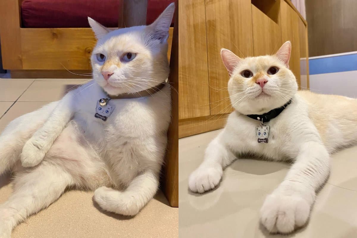 Tingkah Lucu Kucing Jantan: Mengky dan Miko Hobi Suka Duduk Nyender, Milo Harus Tidur Pakai Bantal - Image