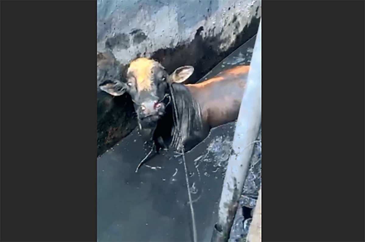 Sapi Masuk Saluran Air di Semolowaru, Petugas Damkar Surabaya Lakukan Evakuasi Selama Dua Jam - Image