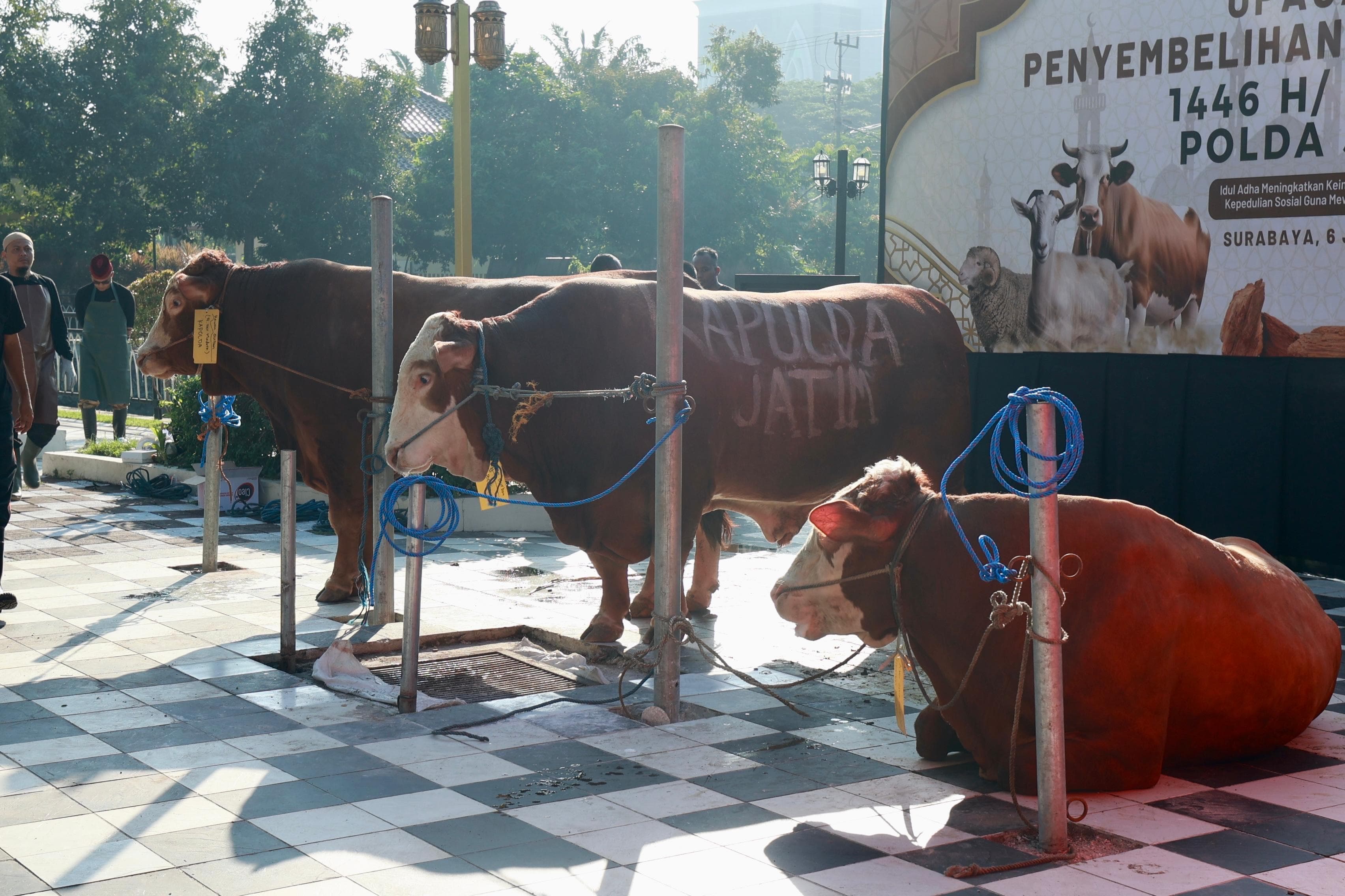 Idul Adha 1446 H, Polda Jatim Salurkan 1.400 Hewan Kurban ke Ponpes hingga Masjid - Image