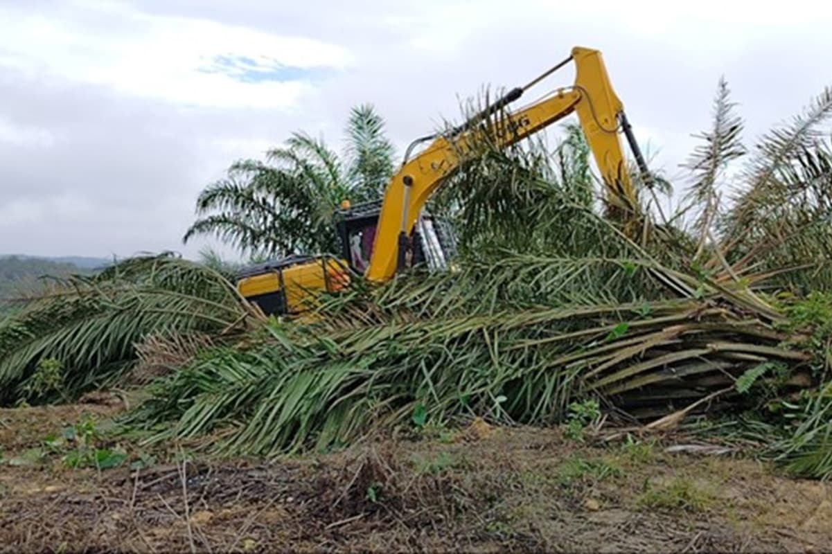 Izin 28 Perusahaan Langgar Kawasan Hutan Dicabut, DPR: Bentuk Perhatian Serius Pemerintah - Image