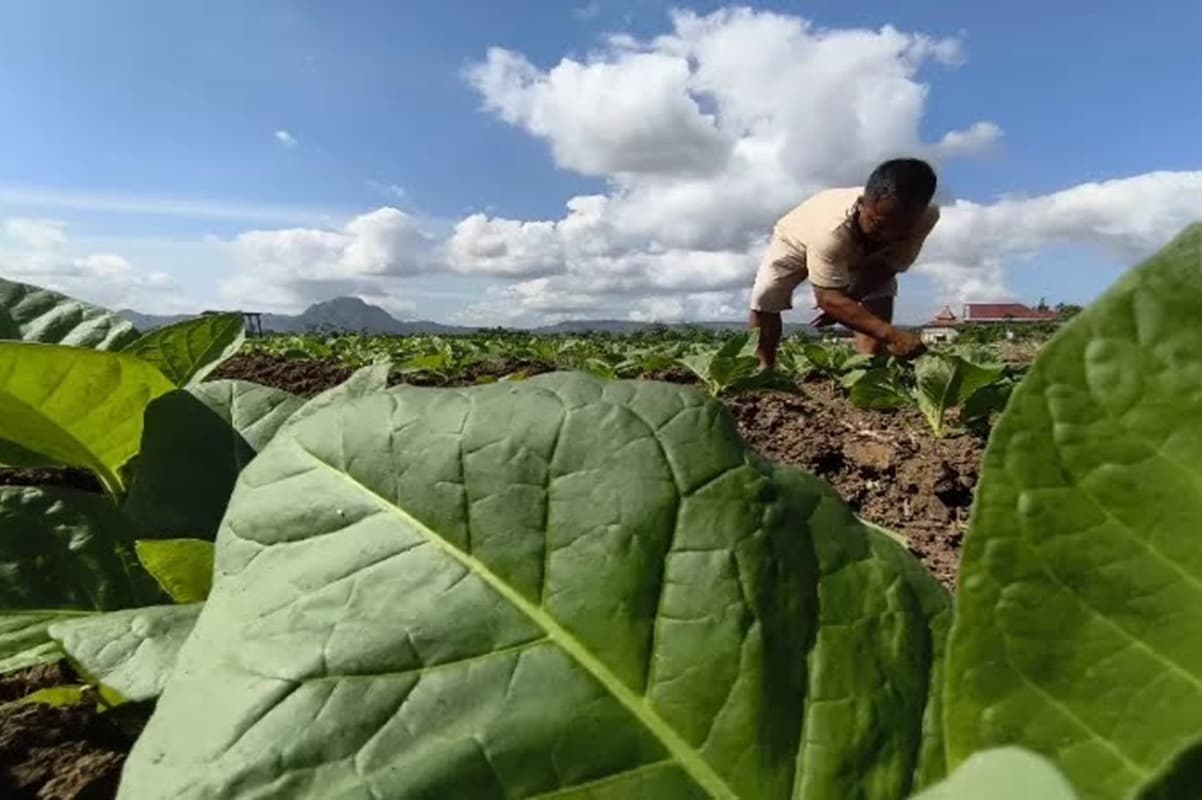 Sektor Pertembakauan Ditekan Luas, Harmonisasi Aturan Turunan PP 28/2024 Dinilai Perlu Pertimbangkan Dampak Secara Komprehensif - Image