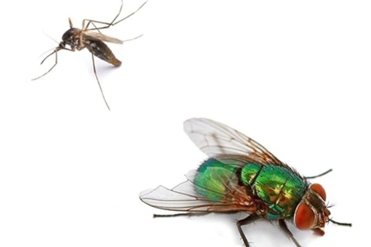 4 Kiat Ramah Lingkungan untuk Mengusir Nyamuk dan Lalat - Image