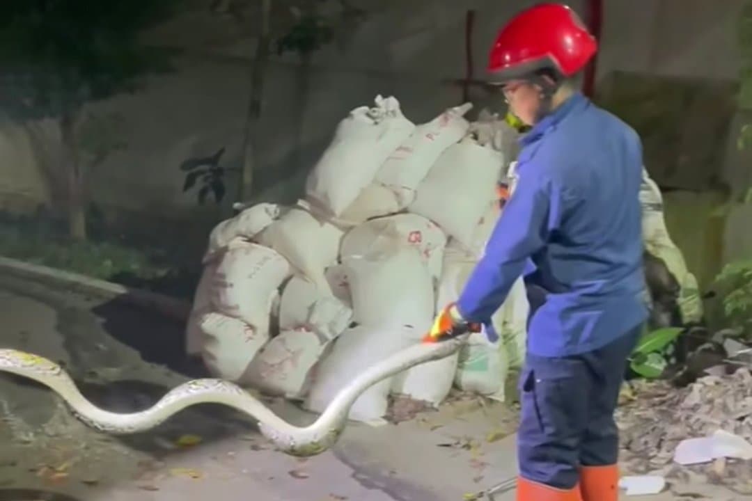 Dapat Laporan Warga Cinere, Damkar Tangkap Ular Sanca yang "Nongkrong" di Pekarangan - Image