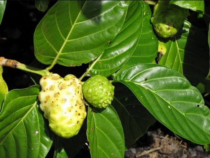 Bukan Cocok Digunakan dalam Masakan, Daun Mengkudu Juga Memiliki 5 Manfaat Utama untuk Tubuh - Image