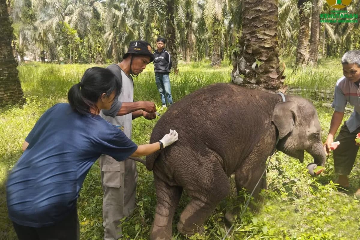 Harapan yang Terputus: Anak Gajah Laila Ditemukan Mati di Pusat Konservasi Gajah Sebanga - Image