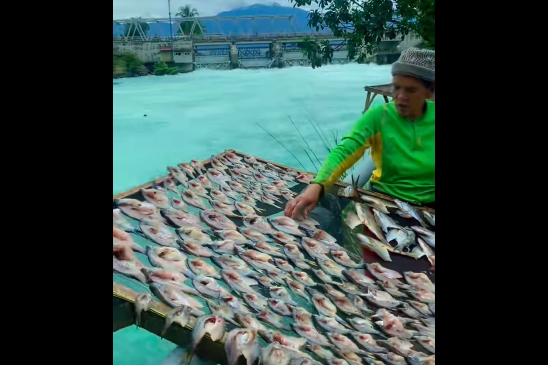 Mengenal Ikan Bilih, Ikan Endemik Danau Singkarak Sumbar yang Dipanen Warga di Sungai Ombilin - Image