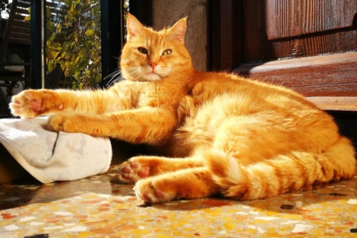 5 Alasan Mengapa Kucing Oren Begitu Istimewa, Menurut Sains - Image