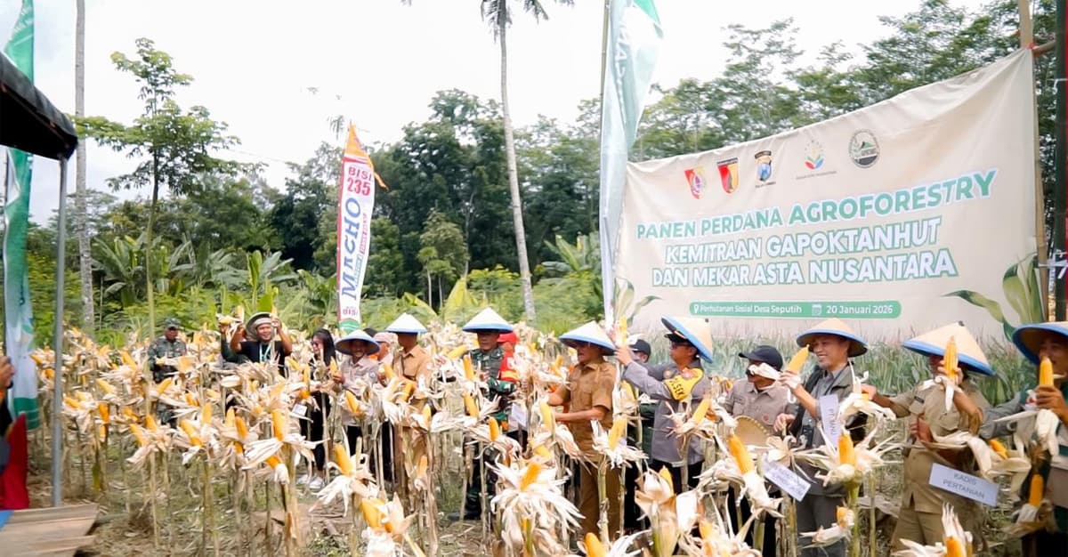 Dorong Pertanian Berkelanjutan, Mekar Asta Nusantara Panen Perdana Agroforestri di Jember - Image