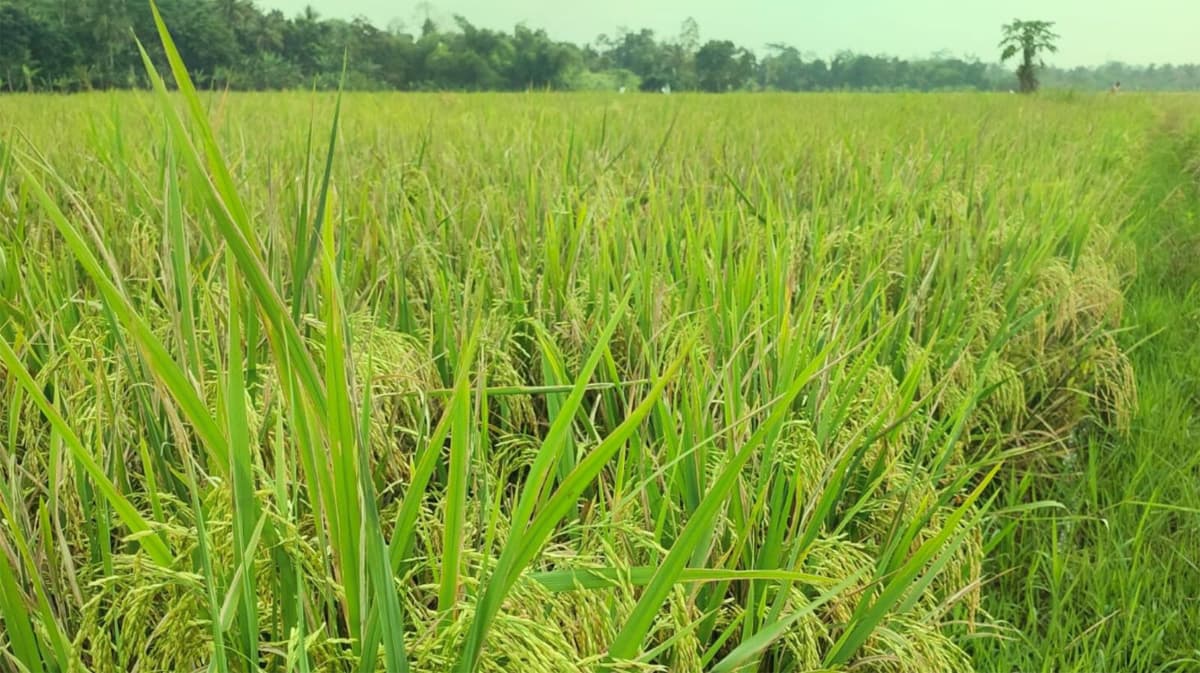 BPS Catat Lonjakan Potensi Produksi Beras Awal 2026, Naik 15,79 Persen - Image