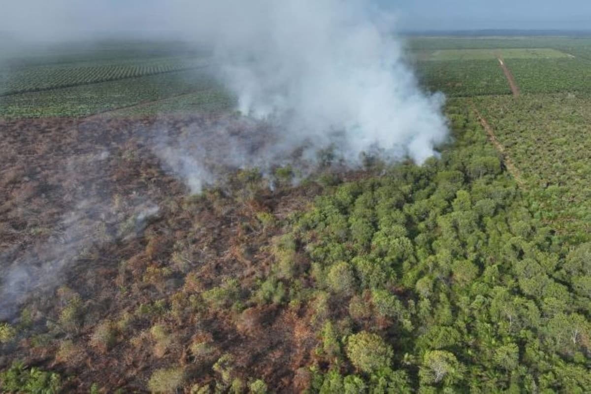 Pemprov Riau Tetapkan Status Siaga Darurat Karhutla - Image
