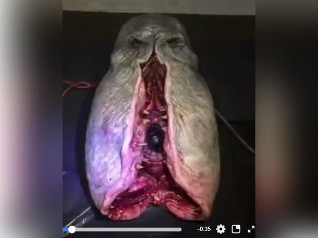 Hoax Ikan Aneh di Madeira, Brasil - Image