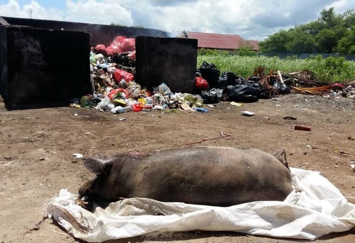 Diserang Virus ASF, Ribuan Ekor Babi Mati - Image