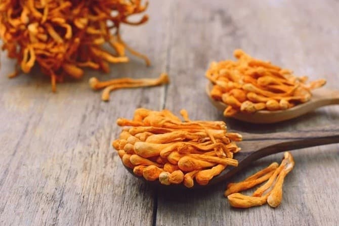 Jamur Cordyceps Siap Diuji Sebagai Obat Herbal Pasien Covid-19 - Image