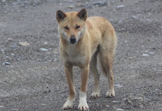 Freeport Dukung Uncen Teliti Satwa Anjing Bernyanyi Pegunungan Papua - Image
