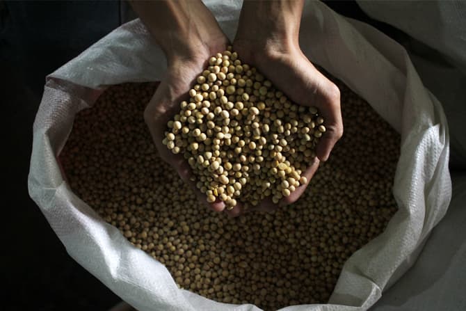 Genjot Produksi Kedelai, Dorong Rekayasa Genetika - Image