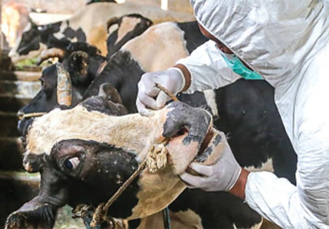 Ternak Sapi di Sidoarjo Mulai Terpapar Virus LSD - Image