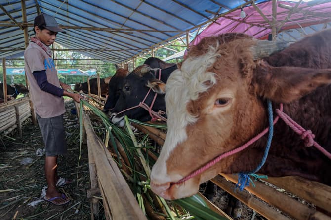 Virus PMK Mewabah, Satgas Ingatkan Oknum Tak Ambil Keuntungan Pribadi - Image
